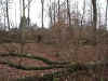 foret1.jpg (87336 bytes)